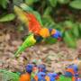 Australie - les loriquets
