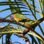 Australie - les loriquets