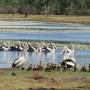 Australie - les pélicans
