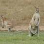 Australie - wallabies envahissant le camping