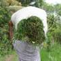 Indonésie - les paysans portent tout sur la tête