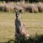 Australie - Wilson Promotory National Park