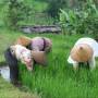 Indonésie - des agricultrices avec leur chapeau pointu