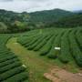 Thaïlande - Plantation de thé