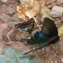 Laos - papillon geant
