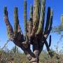 Mexique - cactus2