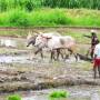 Inde - 
