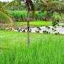 Inde - 