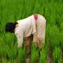 Inde - 