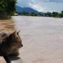 Laos - Chat va bien!