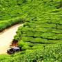Inde - 