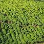 Inde - 