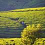 Inde - 