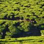Inde - 