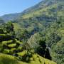 Népal - plans de riz au Nepal