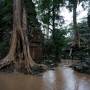 Cambodge - Ta Prohm