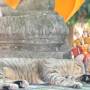 Thaïlande - le chat bouddhiste