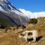 Népal - yak
