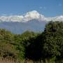 Népal - foret de rhododendrons