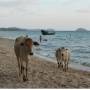 Cambodge - les vaches sur la plage!