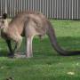 Australie - 