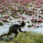 Cambodge - cueillette de nénuphars