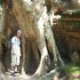 Cambodge - Ta Prohm envahit par les arbres