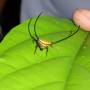 Thaïlande - araignée buffle