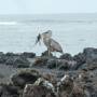 GALAPAGOS: île de Santa Cruz