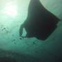 Thaïlande - manta !!