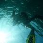Thaïlande - under the water