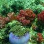 Thaïlande - corail en fleurs et anémone
