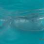 Philippines - requin baleine