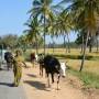 Mysore