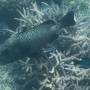 Nouvelle-Calédonie - énorme poisson tacheté avec ses grosses lèvres