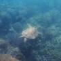 Nouvelle-Calédonie - la tortue qu