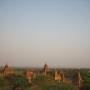 Birmanie - vue aerienne (sur le toit d un temple)