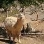 Argentine - ruta 40 - Llama