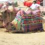 Pushkar notre paradis