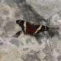 Mexique - papillon a Palenque