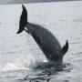 Rencontre avec les dauphins de...