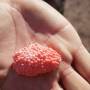 Argentine - Oeufs rouge de poissons?
