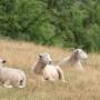Nouvelle-Zélande - le cliché de la Nouvelle-Zélande : ses moutons!