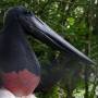 Belize - Jabiru