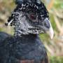 Belize - aka great curassow female