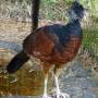 Belize - aka great curassow female