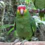 Belize - red lored parrot