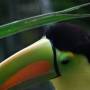 Belize - keel_billed Toucan