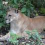 Belize - puma concolor