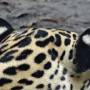 Belize - jaguar
